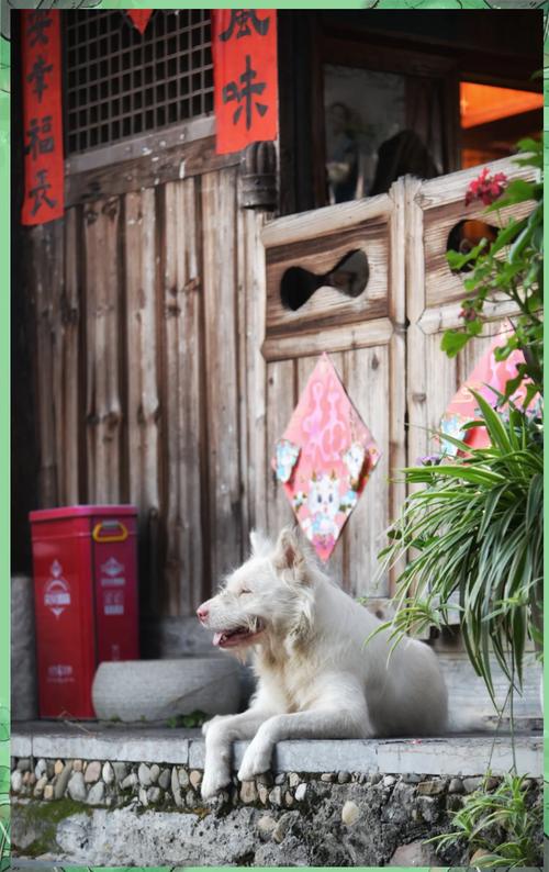 新奥最精免费大全管家婆和中国下司犬外网爆火与中国下司犬介绍
