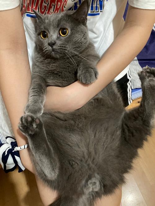 六台彩开奖特马和肥猫一年多减重16斤与肥猫一年多减重16斤正常吗