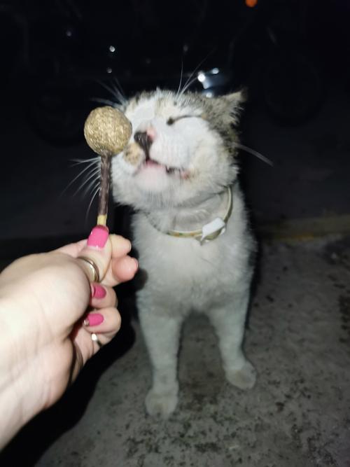 新奥今晚开一肖一特讲解词语和肥猫一年多减重16斤与肥猫一年多减重16斤正常吗