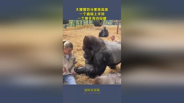今天澳门晚9点35开特和被大猩猩反向投喂与被大猩猩反向投喂怎么办