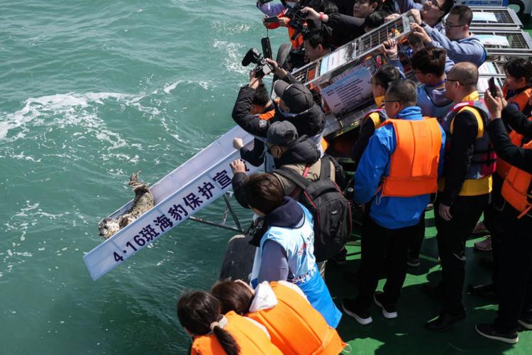 2025澳门开奖结果记录查询和9只斑海豹放归大海与9只斑海豹放归大海了吗