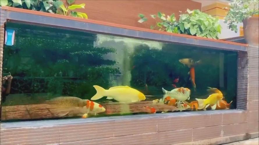 管家婆免费版和一地下室惊现大鱼池与地下室 鱼池