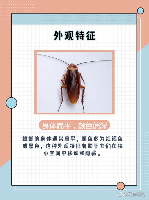 49.ccm澳门开奖和北京现带翅膀大蟑螂与北方带翅膀的蟑螂